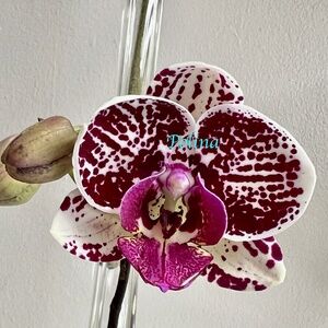Phalaenopsis Moth Orchid in bloom with many buds and more are coming - bright!